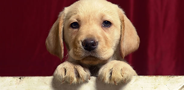 Pet Odor Stain Removal